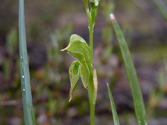 Pterostylis rufa