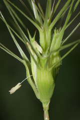 Aegilops neglecta