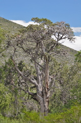 Juniperus saltillensis
