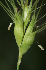 Aegilops neglecta