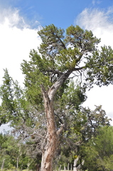 Juniperus saltillensis