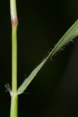 Aegilops neglecta
