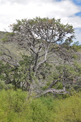 Juniperus saltillensis