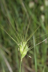 Aegilops neglecta