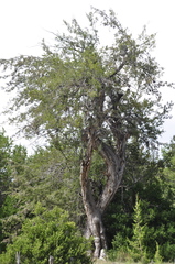 Juniperus saltillensis