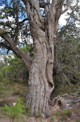 Juniperus saltillensis