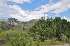Juniperus saltillensis