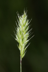 Koeleria gerardii