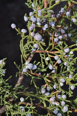 Juniperus saltillensis