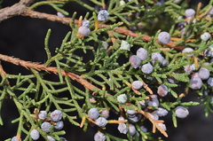 Juniperus saltillensis