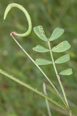 Securigera parviflora