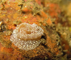 Goniodoris castanea