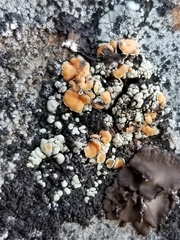 Rhizoplaca subdiscrepans