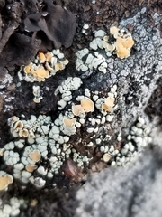 Rhizoplaca subdiscrepans