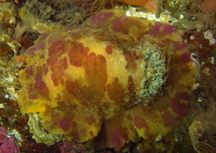 Doris pseudoargus