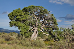 Juniperus coahuilensis