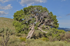 Juniperus coahuilensis
