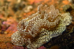 Goniodoris castanea