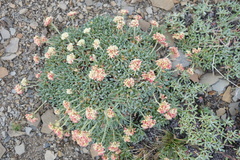 Eriogonum androsaceum