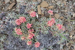 Eriogonum androsaceum
