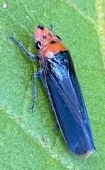 Aulacizes quadripunctata