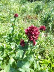 Centranthus ruber