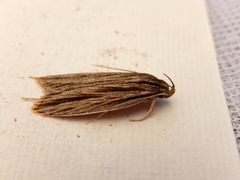 Leistarcha scitissimella