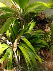 Dianella sandwicensis