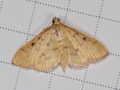 Herpetogramma fluctuosalis