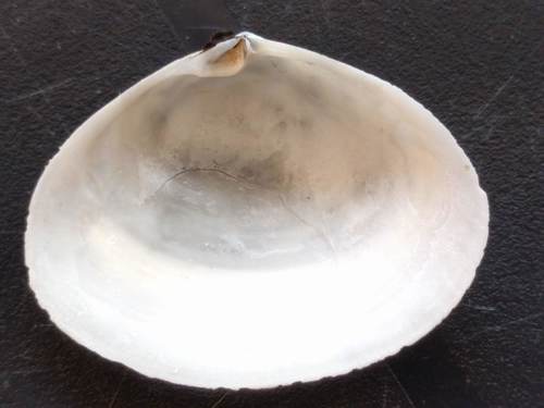 Peppery Furrow Shell
