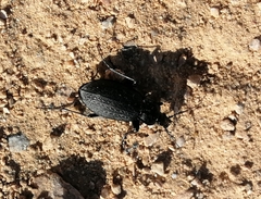 Carabus rugosus celtibericus