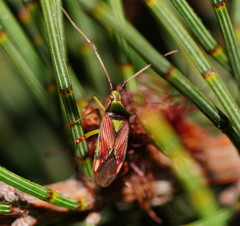 Pseudopantilius australis