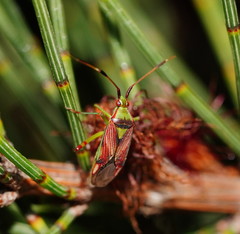 Pseudopantilius australis