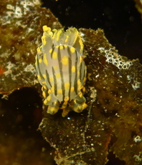 Polycera quadrilineata