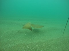 Rhinoptera steindachneri