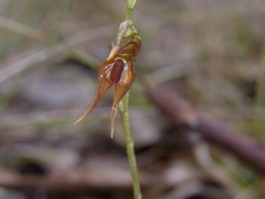 Pterostylis rufa