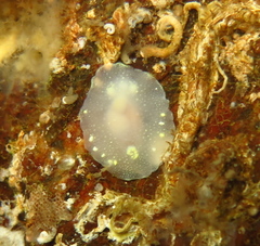 Cadlina laevis