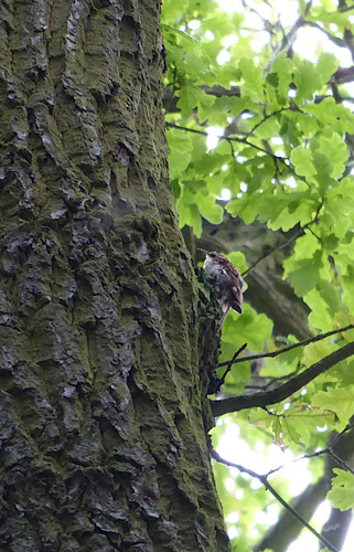 Certhia familiaris britannica