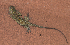 Acanthocercus ugandaensis