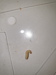 Insecta