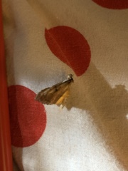 Uresiphita reversalis