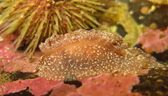 Goniodoris castanea