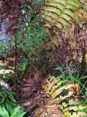 Osmunda claytoniana