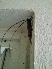 Juiaparus mexicanus