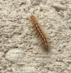 Paracles deserticola