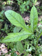 Passiflora edulis flavicarpa