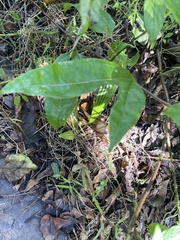 Passiflora edulis flavicarpa