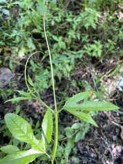 Passiflora edulis flavicarpa
