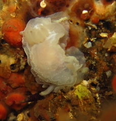 Goniodoris nodosa