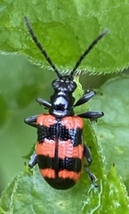 Neolema fasciata